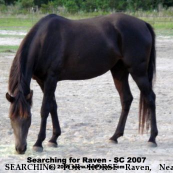 SEARCHING FOR HORSE Raven, Near Jamestown, SC, 00000
